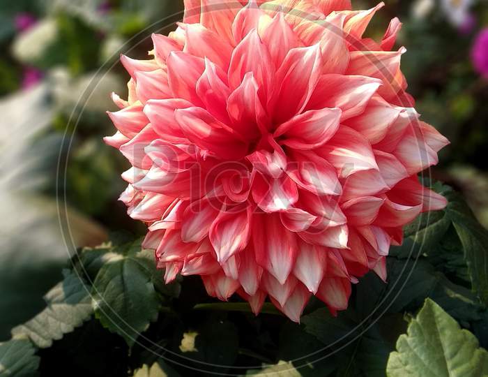 Dahlia is a genus of bushy, tuberous, herbaceous perennial plants