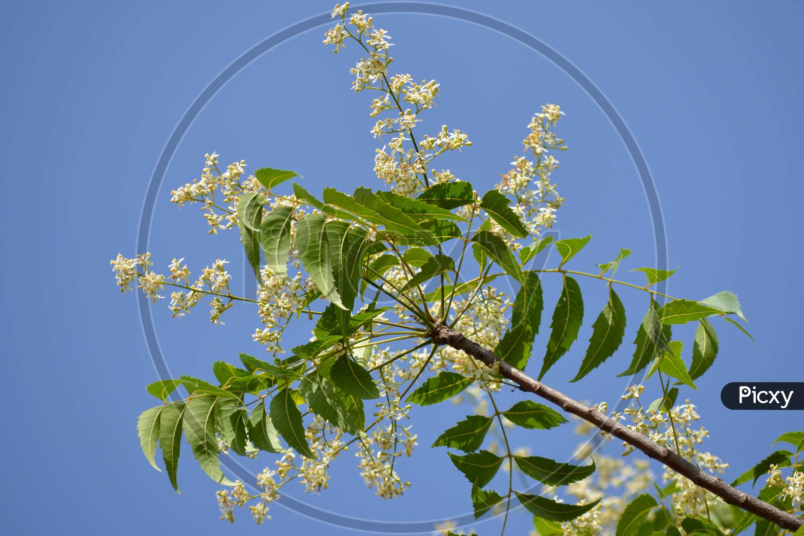 Medicinal ayurvedic azadirachta indica or Neem leaves and flowers