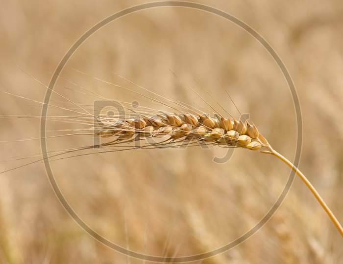 Closeup of ears of golden wheat on the field