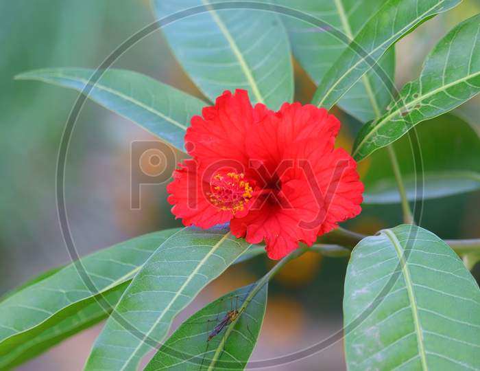 hibiscus flower on the mango leaves