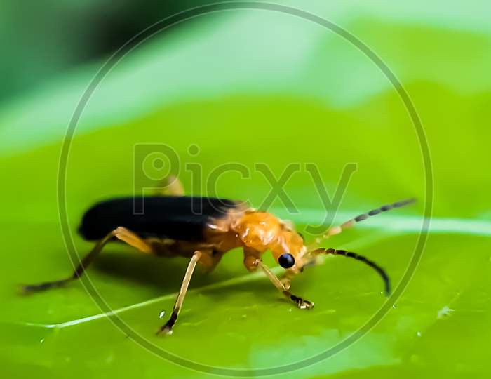 An Insect Of Yellow And Black Color Is Standing On The Leaves Of A Green Tree And With A Green Background, It Is A Farmland.