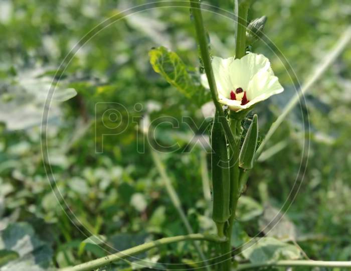 image of a healthy and fresh vegetable called as lady finger.