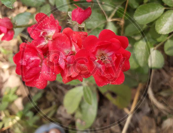 Beautiful red flower blossom