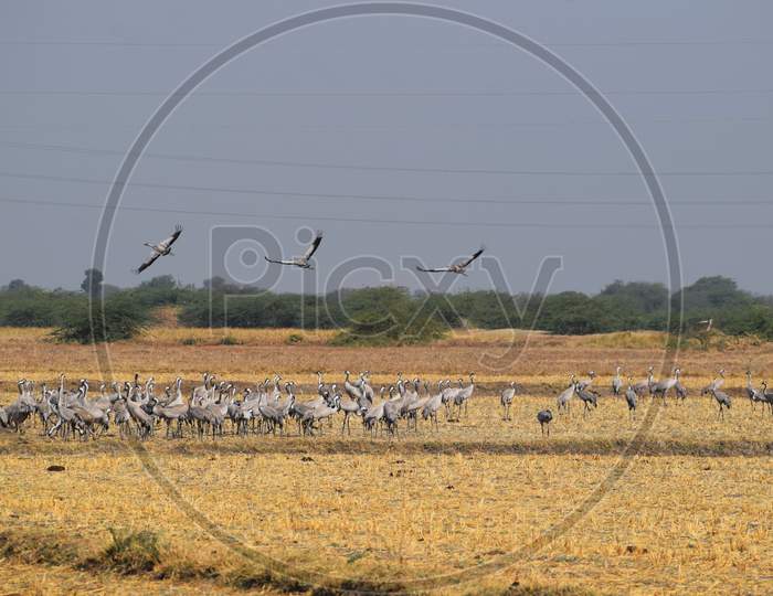 Flock Of Common Cranes Standing In Desert Ready To Fly Back To Home In Small Groups One By One Lead By A Leader In That Small Group, Kutch , Gujarat, India