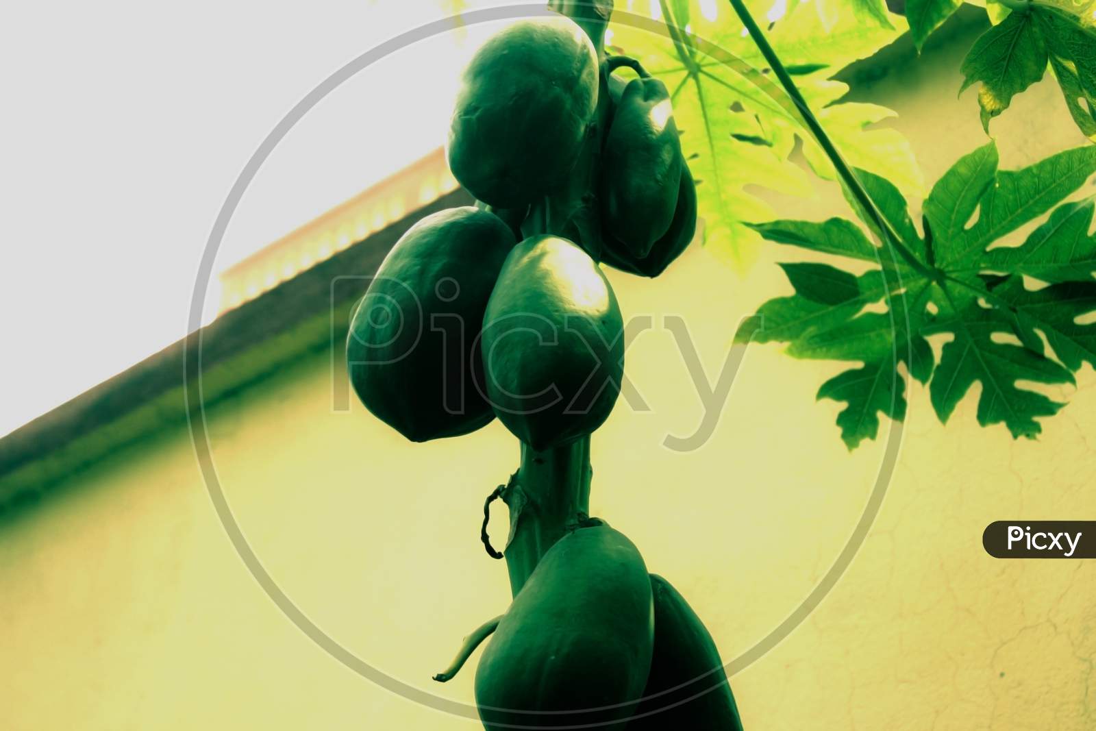 Group Of Fresh Green Raw Papayas Hanging In A Tree