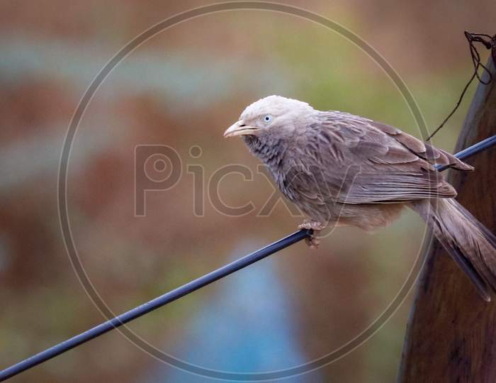 beautiful proud bird perching on wire fencing with sharp feathers in details, fascinated natural