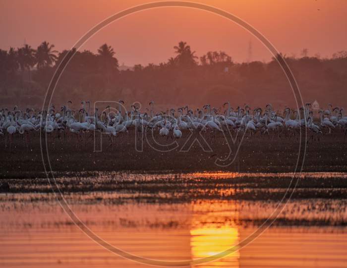 A Group Of Greater Flamingo (Phoenicopterus Roseus) Near A Water Body At Sunset With Beautiful Orange Background In Bhigwan,Maharashtra,India.