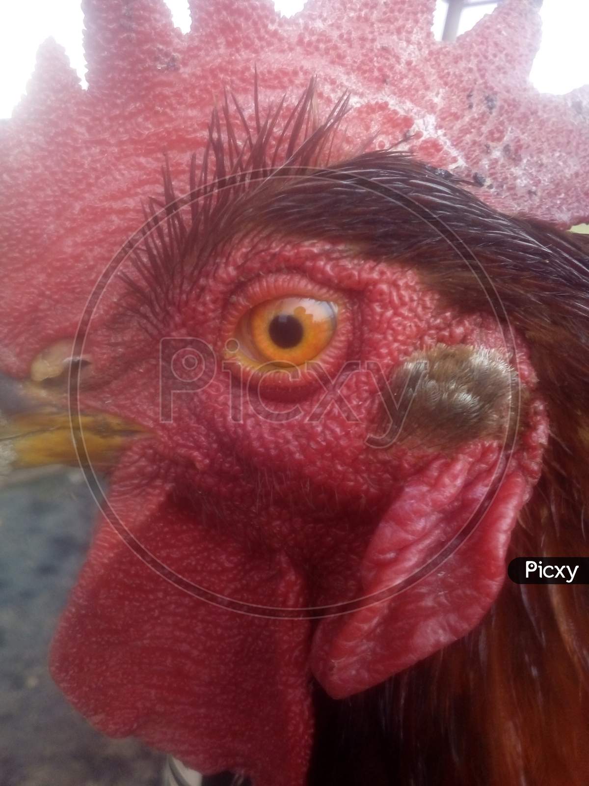 Chicken facecut