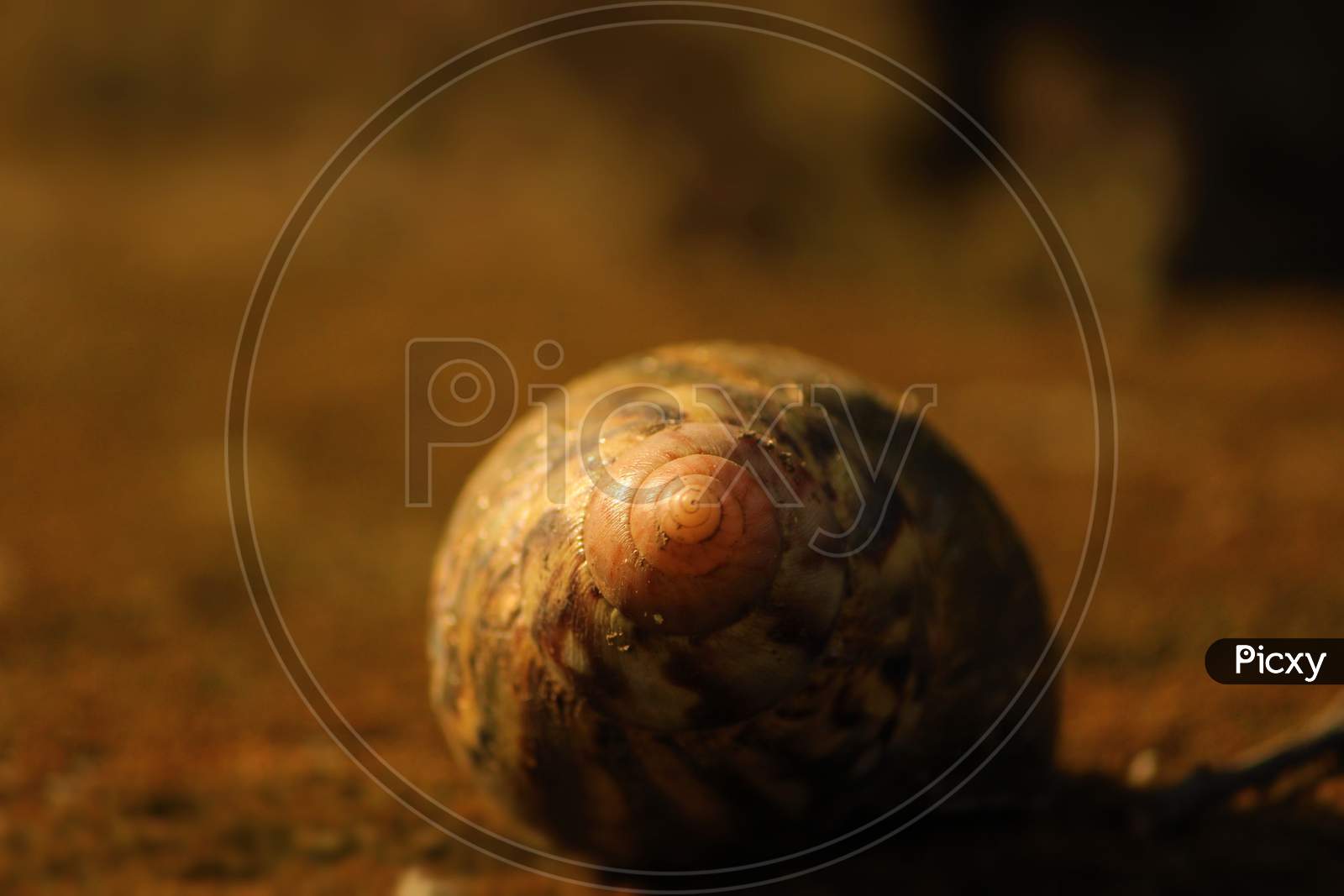 Snail shell