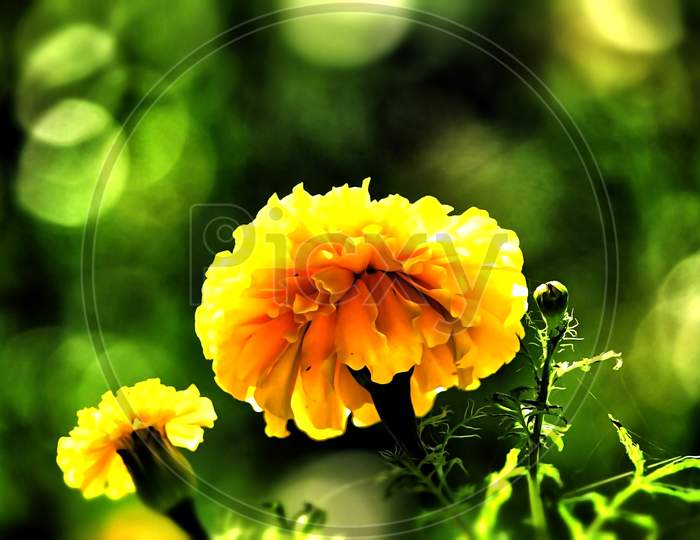 A Beautiful Yellow Flower Shining In The Sun