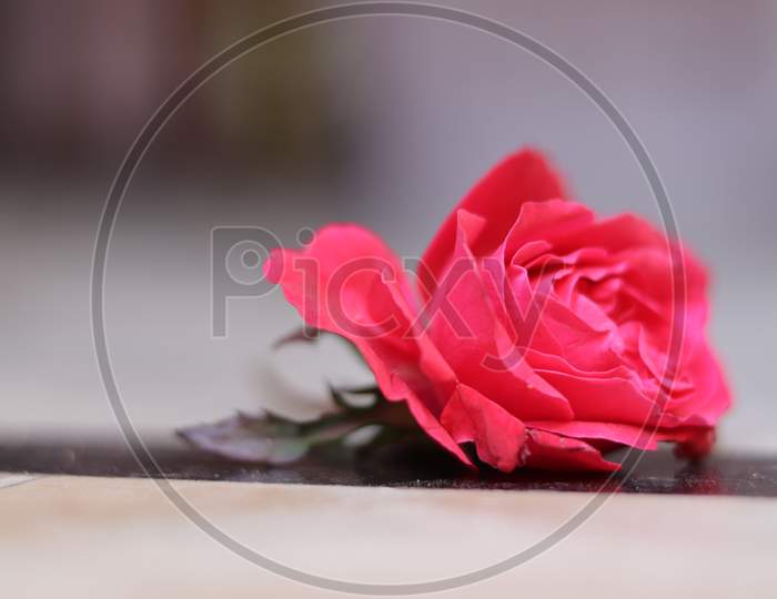 Rose Flower With Fresh Petals Closeup With Blur Background