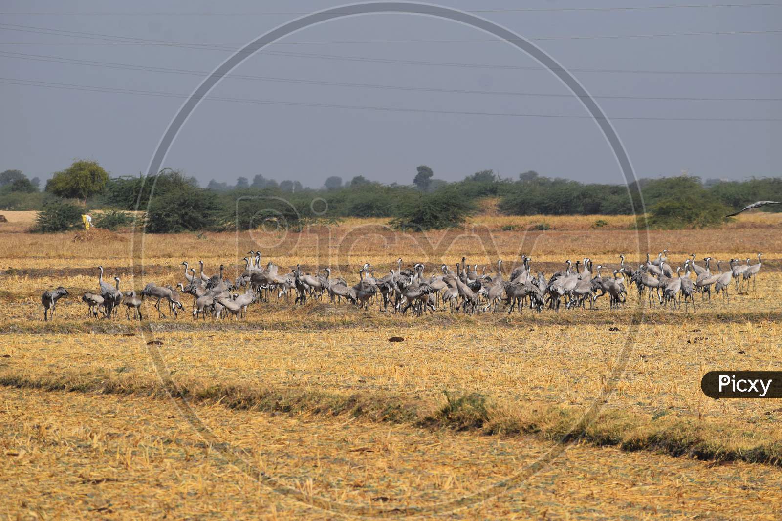 Flock Of Common Cranes Also Known As Eurasian Crane (Grus Grus) Gathered In Big Groups In Desert Of Rann Of Kutch Gujarat, India.