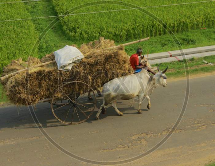 Bullock Cart Carrying Straw In The Early Village Morning