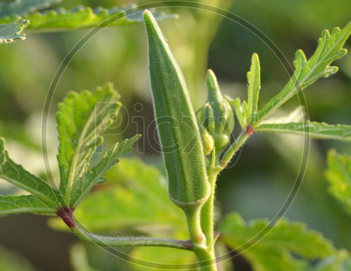 Okra or lady's finger vegetable plant in the garden