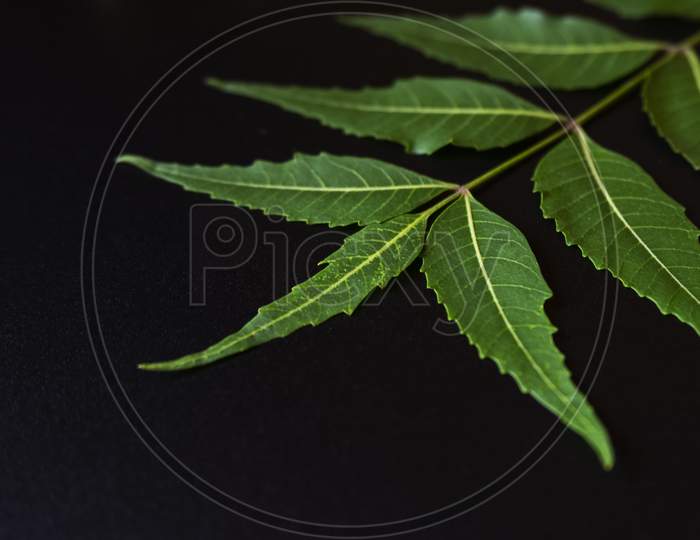 green Neem Leaves isolated on black background