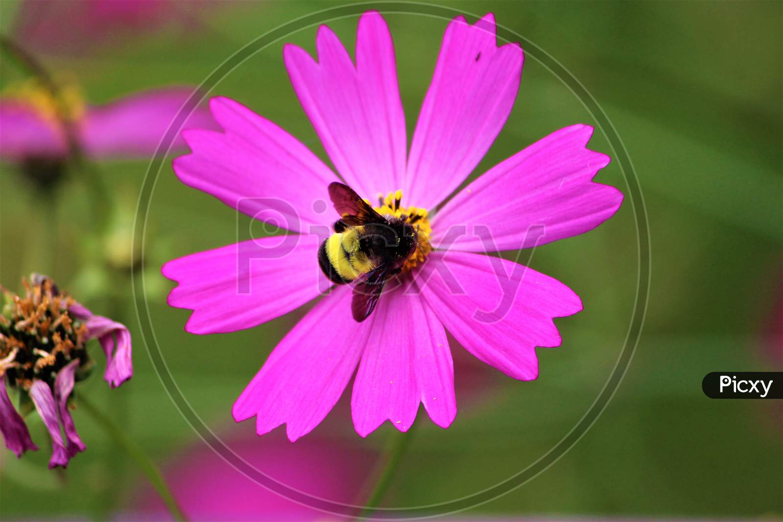 Honey Bee In Search Of Honey Above A Pink Beautiful Flower