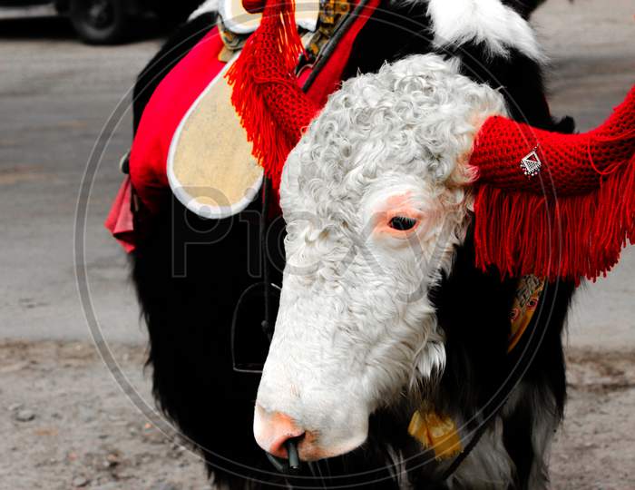 A Yak Groomed With Decorative Ornaments