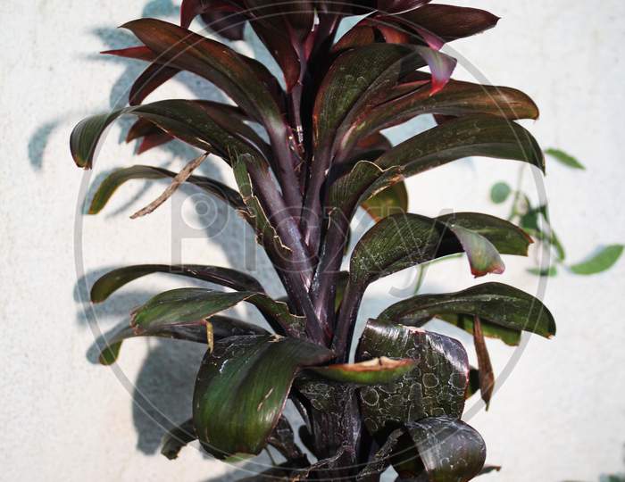 Red Dracaena Reflexa, Angustifolia, ,D.Marginata, Asparagaceae Plant Nature,Growing In An Organic Home Garden.