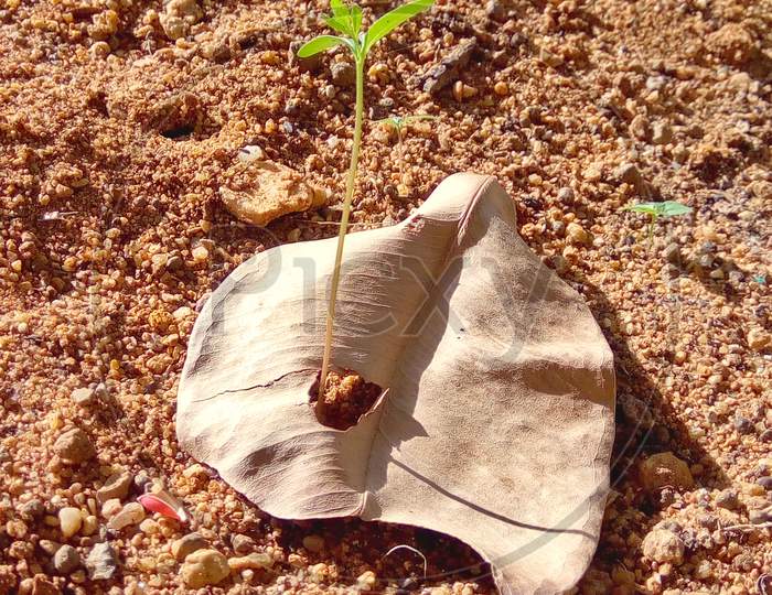 Dry Leaf on the Grounds