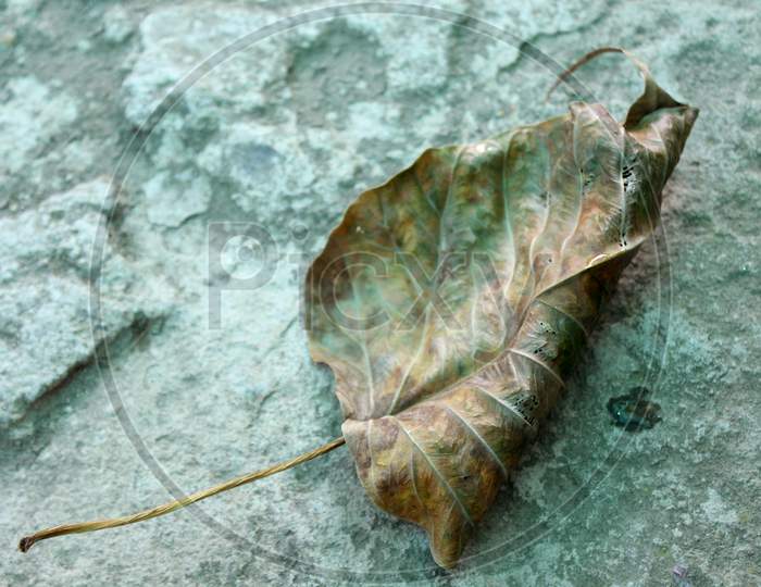 Dry Leaf Of Ficus Religiosa Tree, Buddha Tree, Summer Effect On Leaves Fall In Season