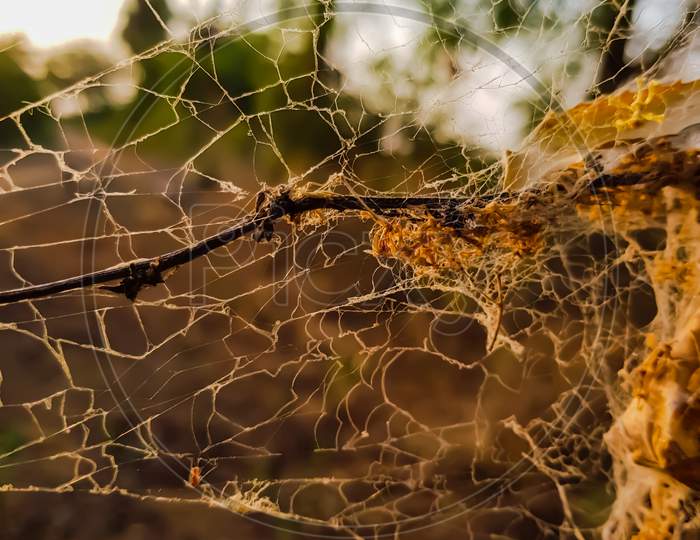 Spider Cob Web Closeup