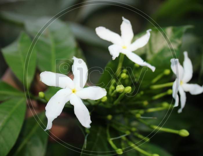 Moonbeam Chandni Flower, Tabernaemontana Divaricata, Pinwheelflower, Anupams Kindi, Crape Jasmine, East India Rosebay,Neros Crown Flower In Home Garden.