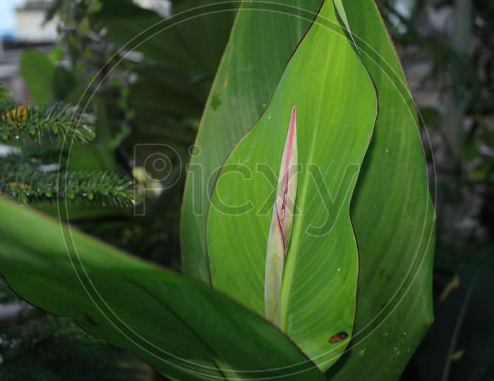 Canna Lily, Coccinea, Canna Indica Big Leaves Plant Blooming, Green Nature, Growing In An Organic Home Garden