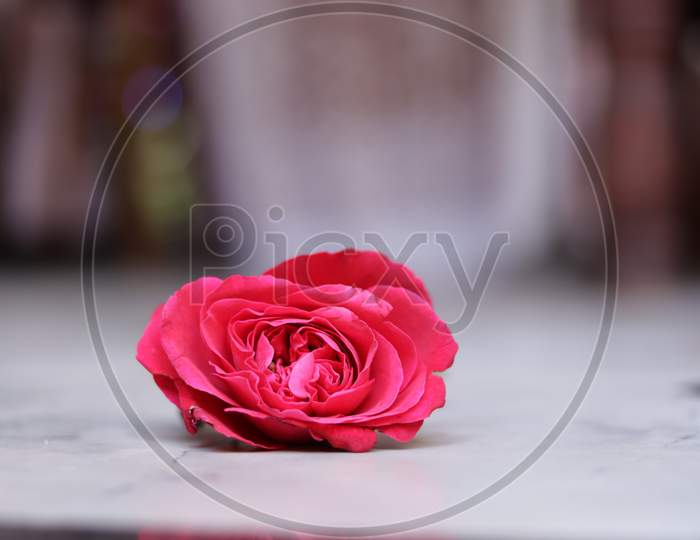 Rose Flower With Fresh Petals Closeup With Blur Background