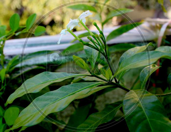 Moonbeam Chandni Flower, Tabernaemontana Divaricata, Pinwheelflower, Anupams Kindi, Crape Jasmine, East India Rosebay,Neros Crown Flower In Home Garden.