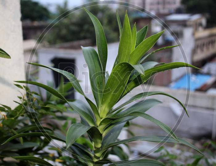 Angustifolia, Dracaena Reflexa, D.Marginata, Asparagaceae, Home Decorative Plant Nature Growing In An Organic Home Garden.