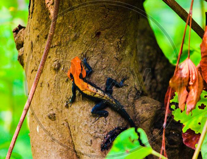 Wild Orange Headed Rock Lizard Climbing Up The Tree