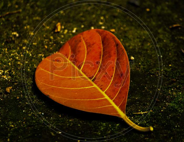 Vintage leaf