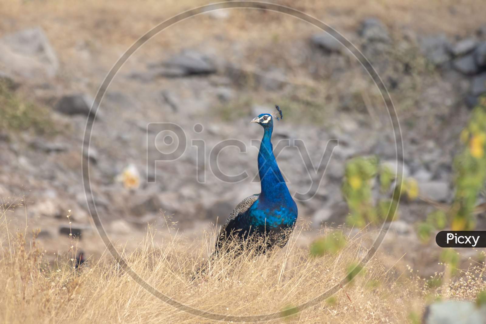 Beautiful Indian Peacock / Peafowl Peeking From The Grassland With Blue Neck And Visible Feathers