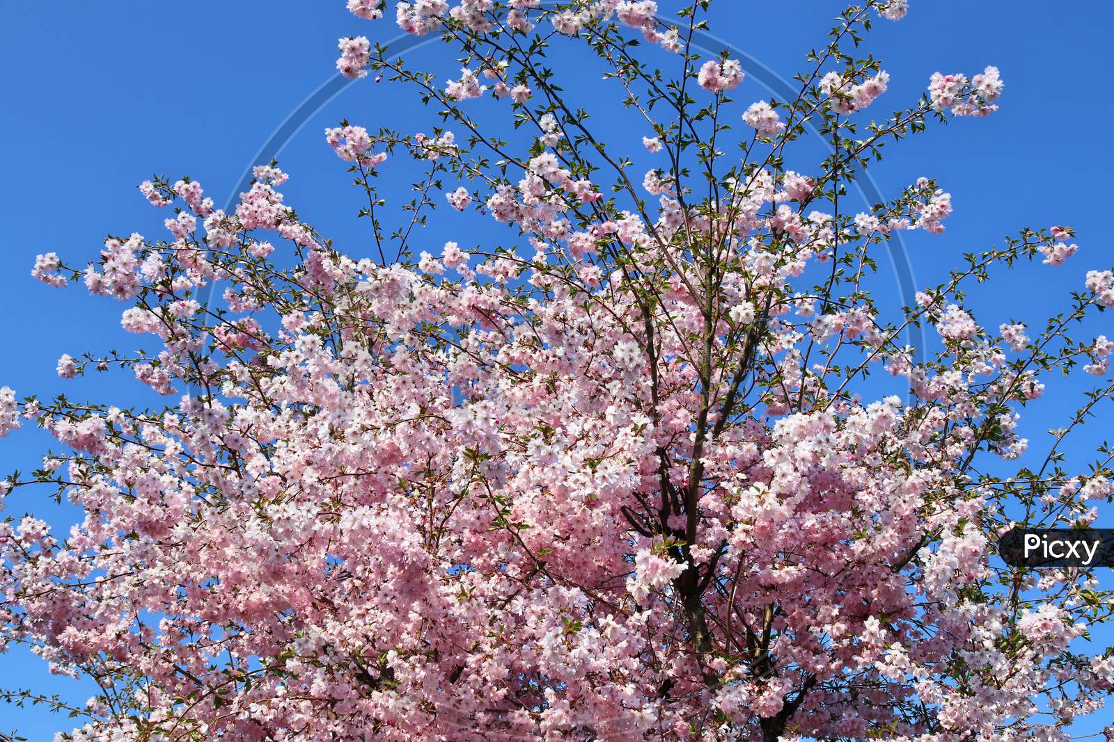 Beautiful cherry tree in blossom during springtime in early spring with colorful flowers