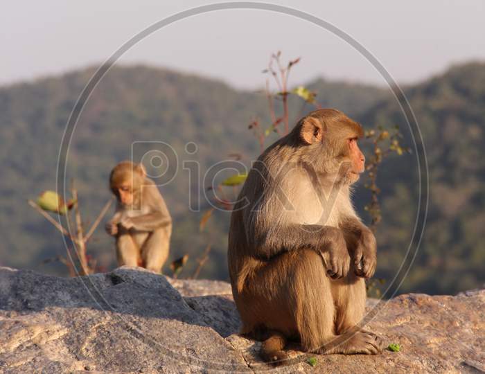 Later in the afternoon the monkey is sitting on the top of the hill at hundru waterfalls Ranchi Jharkhand in India