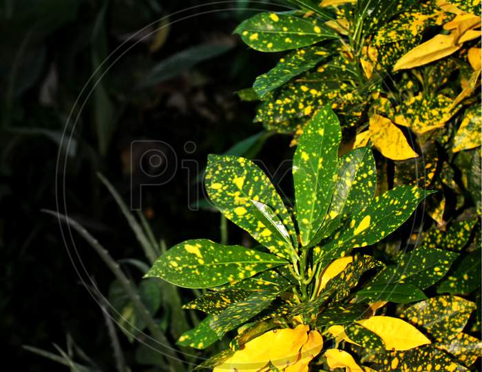Golddust C, Codiaeum Variegatum, Variegated Croton, Euphorbiaceae Plant Nature, Growing In An Organic Home Garden.
