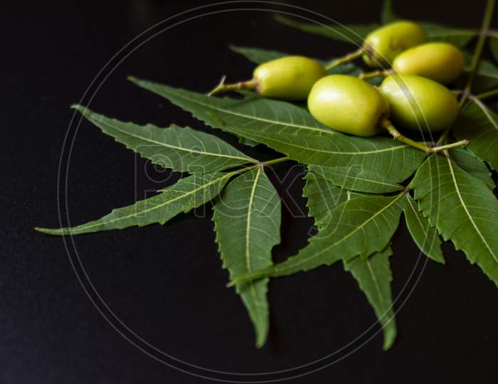 green Neem Leaves & nuts isolated on black background
