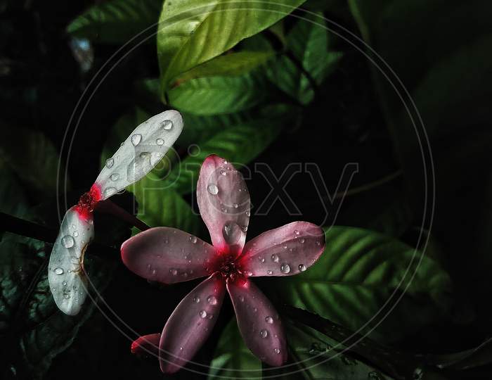 kopsia fruticosa