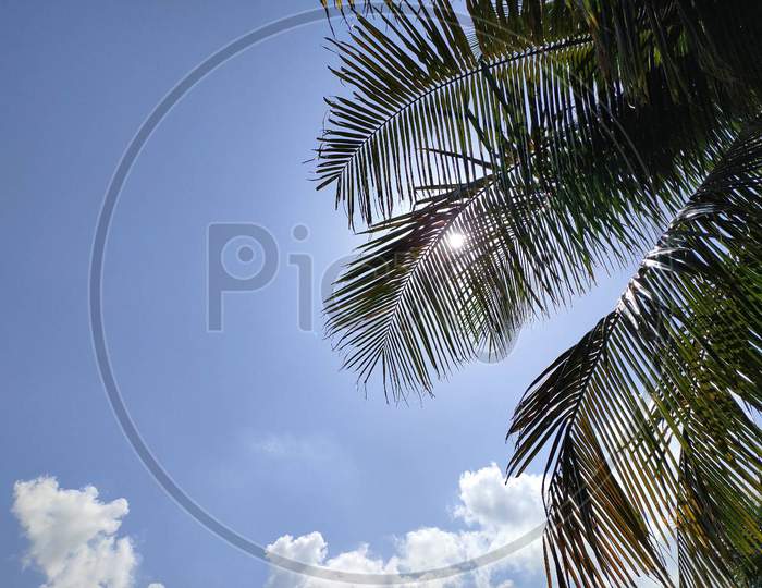The beach with coconut trees in autumn season of background of a clear blue sky with clouds.