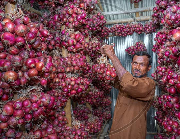 Bangladesh – May 20, 2019: A Man Hanging On Bundle Of Purple-Red Onion In Storage Room At Meherpur, Bangladesh.