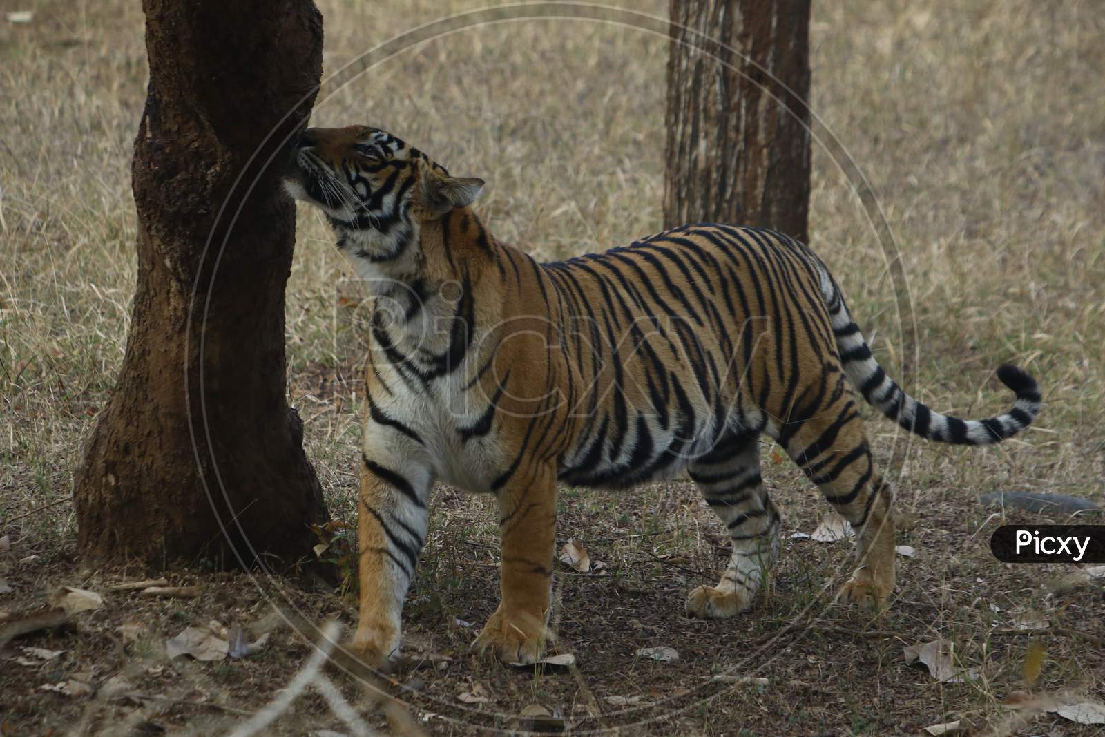 Tigress At The Ranthambore National Park In Rajasthan, India On 9 Feb 2020.