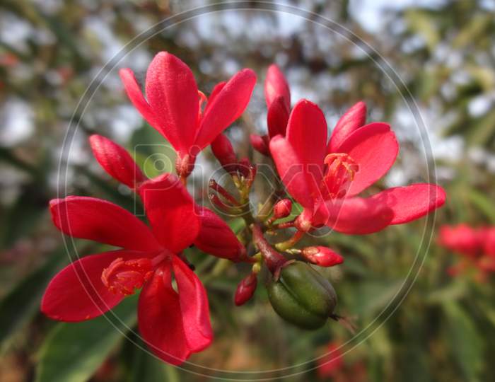 Closeup red petal garden flowering plant