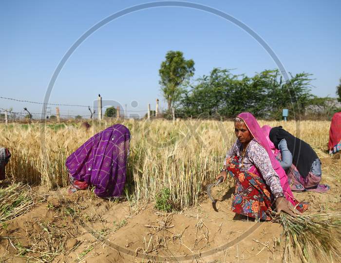 Indian farmer harvests wheat crop in outskirts village of Ajmer, Rajasthan, India