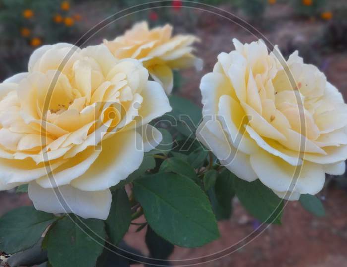 Beautiful yellow Rose in garden selective focus floribunda flowering plant