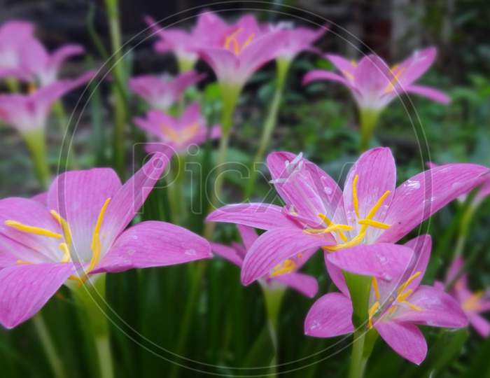 Terrestrial pink lily wildflower flowering plant