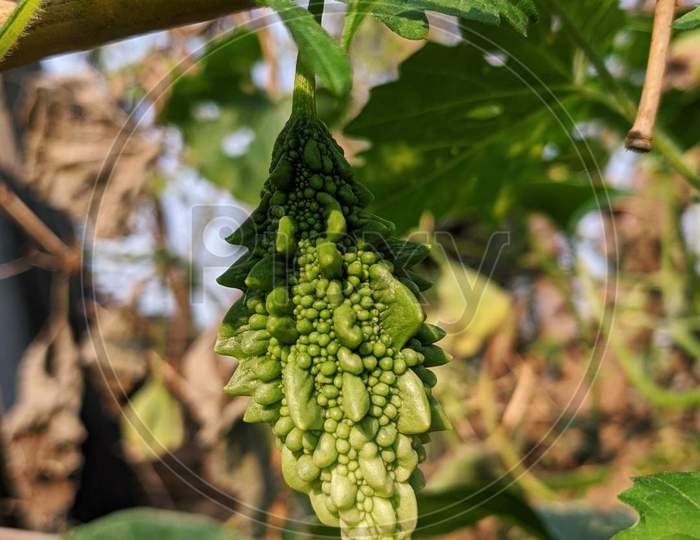 A green bitter gourd is hanging on the tree.It looking amazing. green vegetable are fresh.