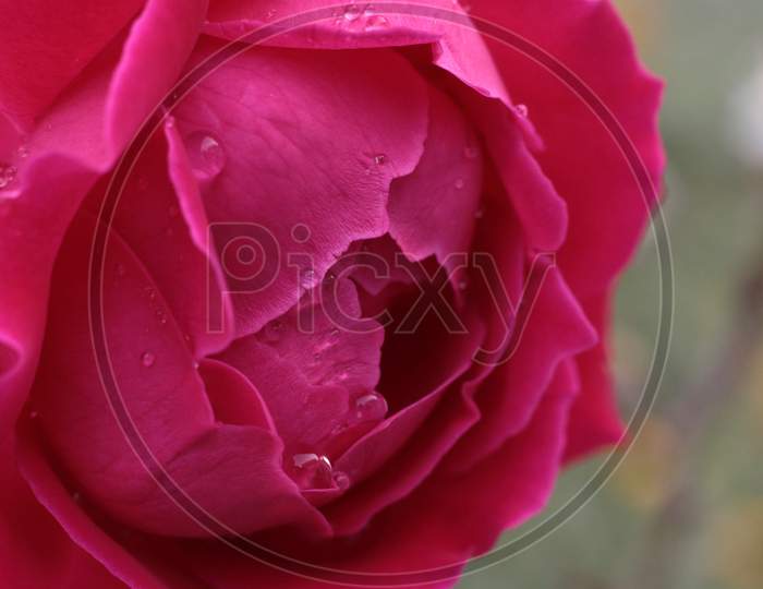 Smyle rose
