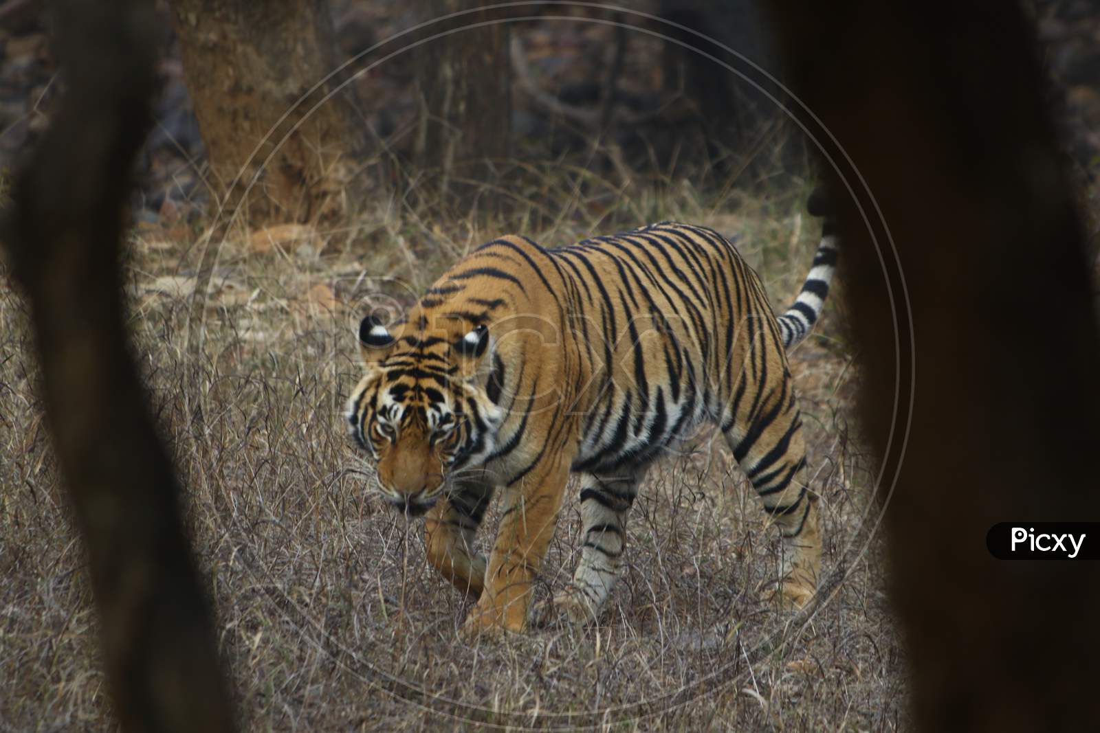 Wild Tigress At The Ranthambore National Park In Rajasthan, India On 9 Feb 2020.
