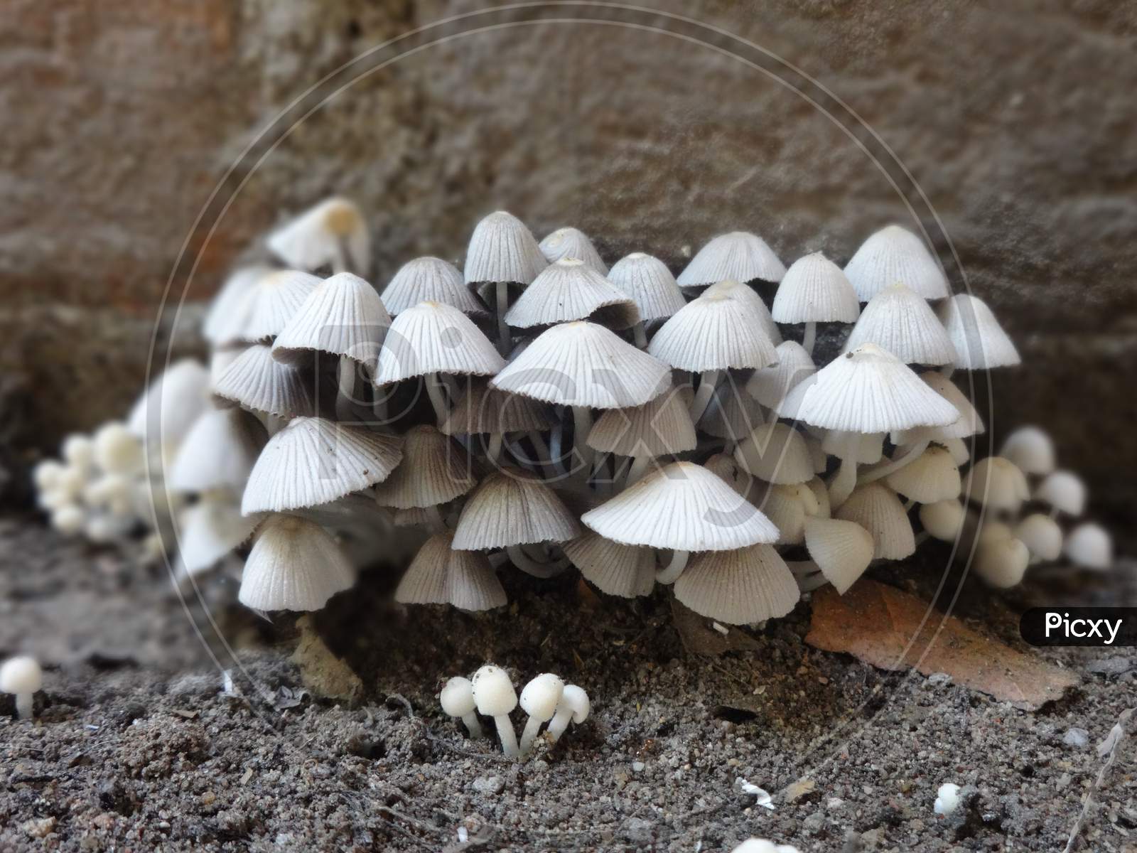 Champignon mushroom closeup picture indian mushroom, oyster mushroom