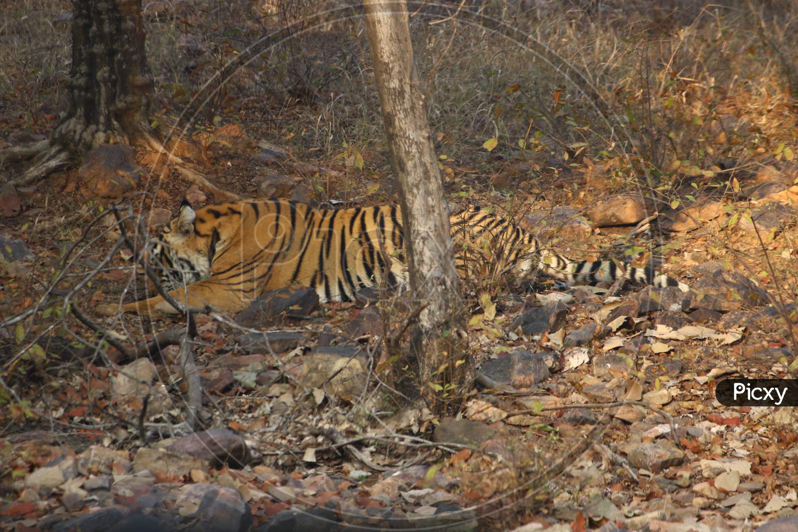Tigress At The Ranthambore National Park In Rajasthan, India On 9 Feb 2020.